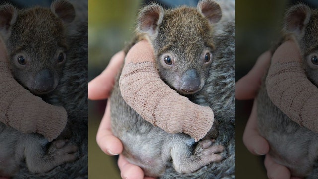 Adorable orphaned baby koala gets arm cast after falling from tree