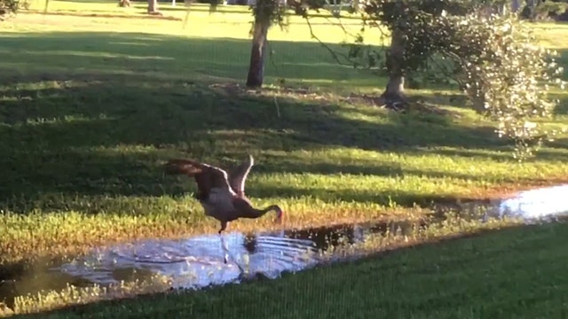 Sandhill crane's mating dance doesn't impress his lady