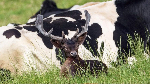 Hilarious pics show deer sitting alongside cows, convinced it's one of them