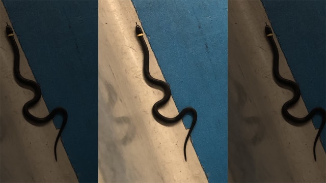 Passenger forgets snake at TSA checkpoint, officials say