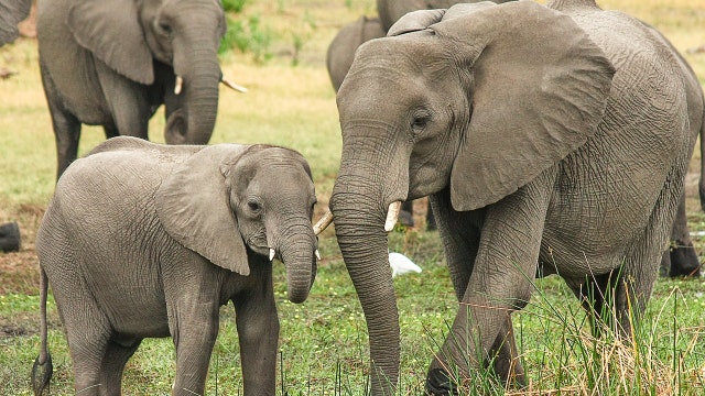 Limits on sales of African elephants to zoos gains approval