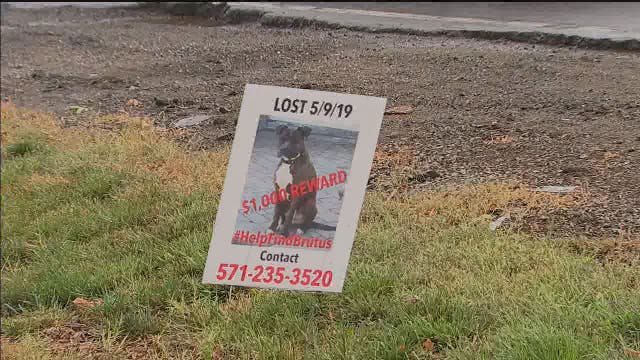 Some dog owners in Loudoun County worry dogs are being kidnapped