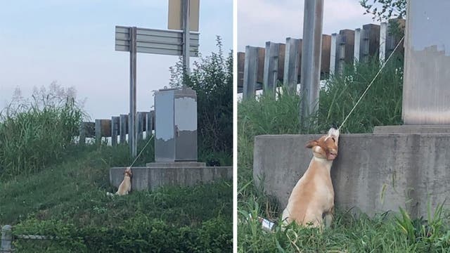 Missouri man rescues dog left tied to electrical cord on side of interstate overpass