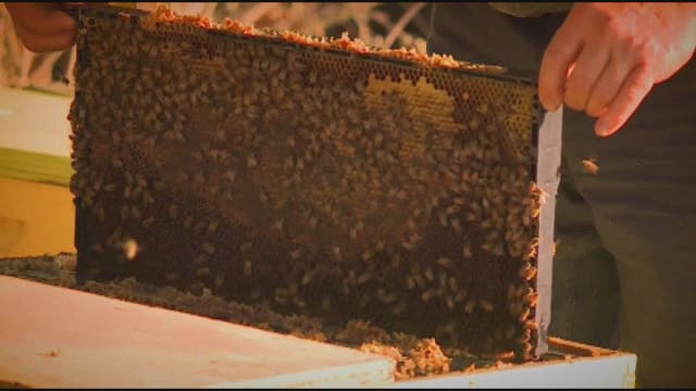 Man carrying honey, not smuggling methamphetamine, jailed for months