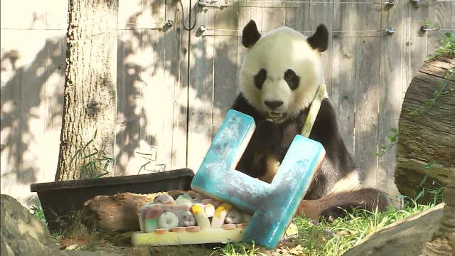 Happy Birthday Bei Bei, DC's favorite giant panda turns 4