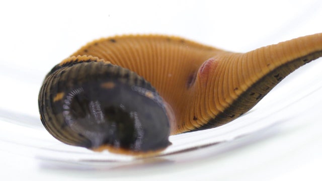 New blood-sucking leech identified in DC-area swamps