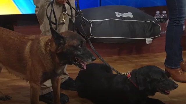 Sunday goes to the dogs at Fox 5