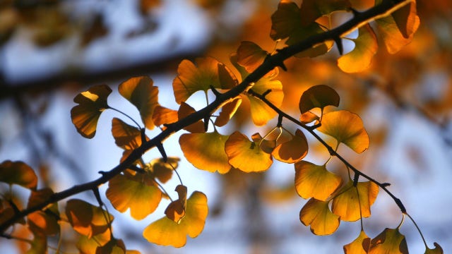Citizen scientists needed: Smithsonian soliciting ginkgo leaves to study climate change
