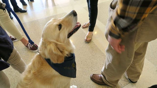 Service dogs travel to El Paso to comfort victims and first responders