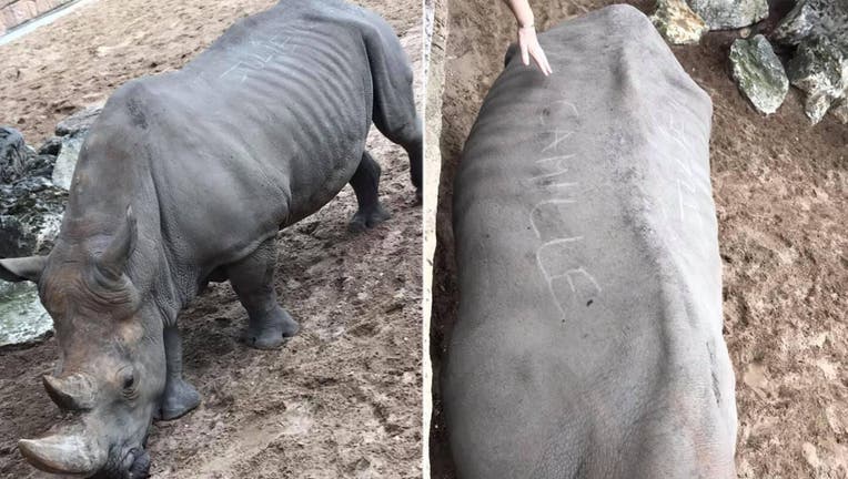 Engraved-Rhino-Royan-News.jpg