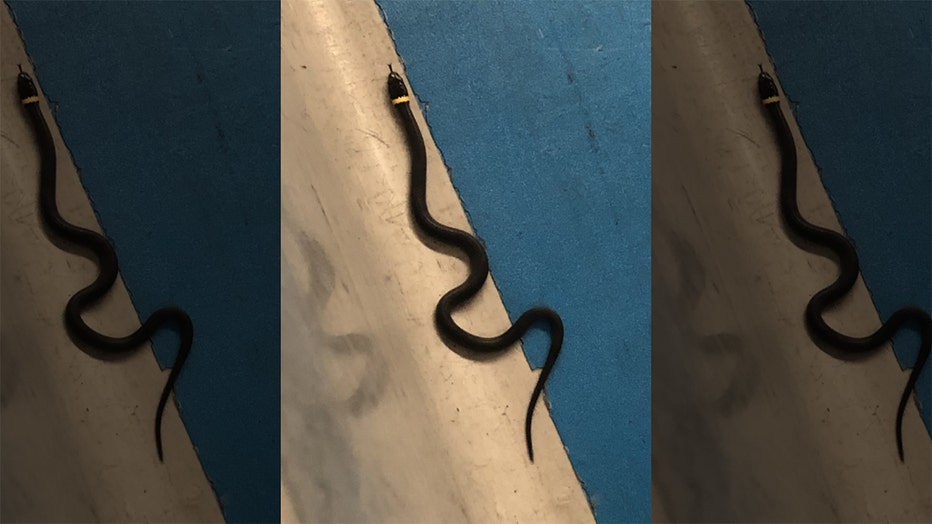 EWR-snake-8-19-19-THUMB.jpg
