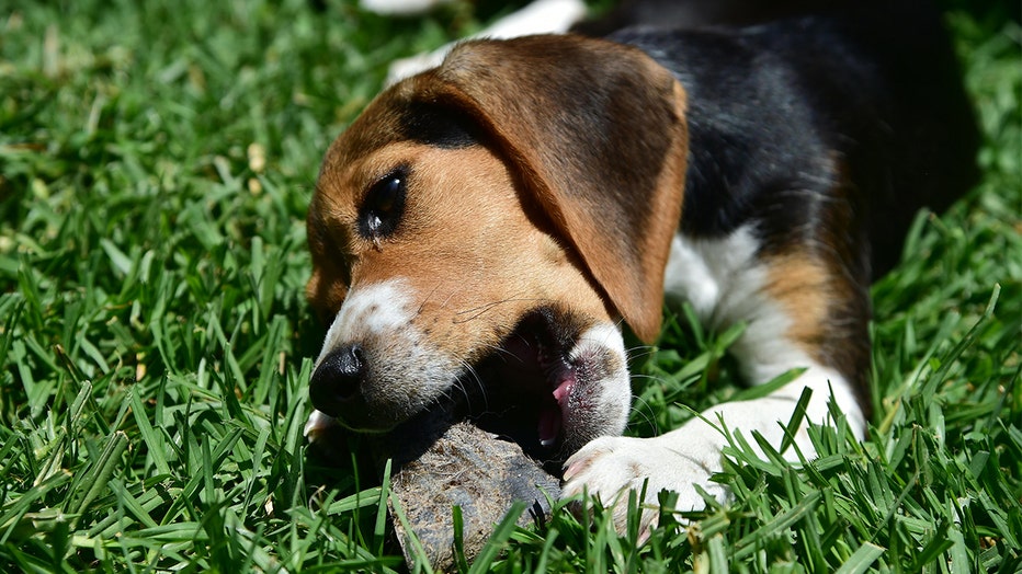 FILE: A beagle plays on grass while chewing on a treat. The FDA and CDC are urging pet owners not to purchase or feed pig ear treats to their pets over salmonella concerns.