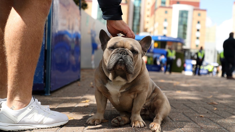 FILE - A dog sitting outside being pet.