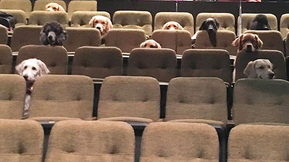 A group of service dogs viewing a performance of Billy Elliot in Ontario Canada.