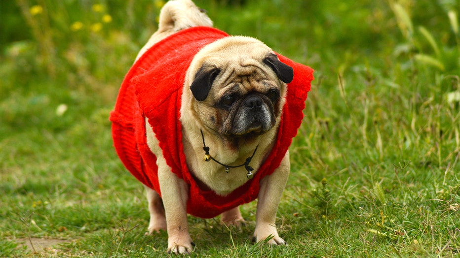 FILE - A dog poses for a picture in a park. 