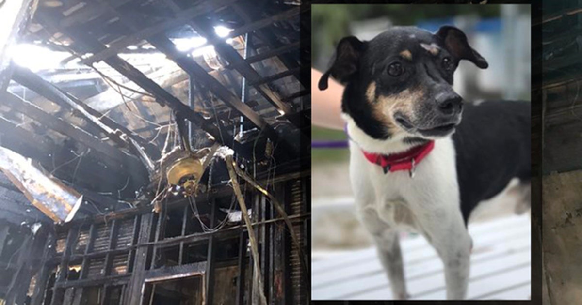 Dog dies in fire after alerting family to danger | FOX 5 DC
