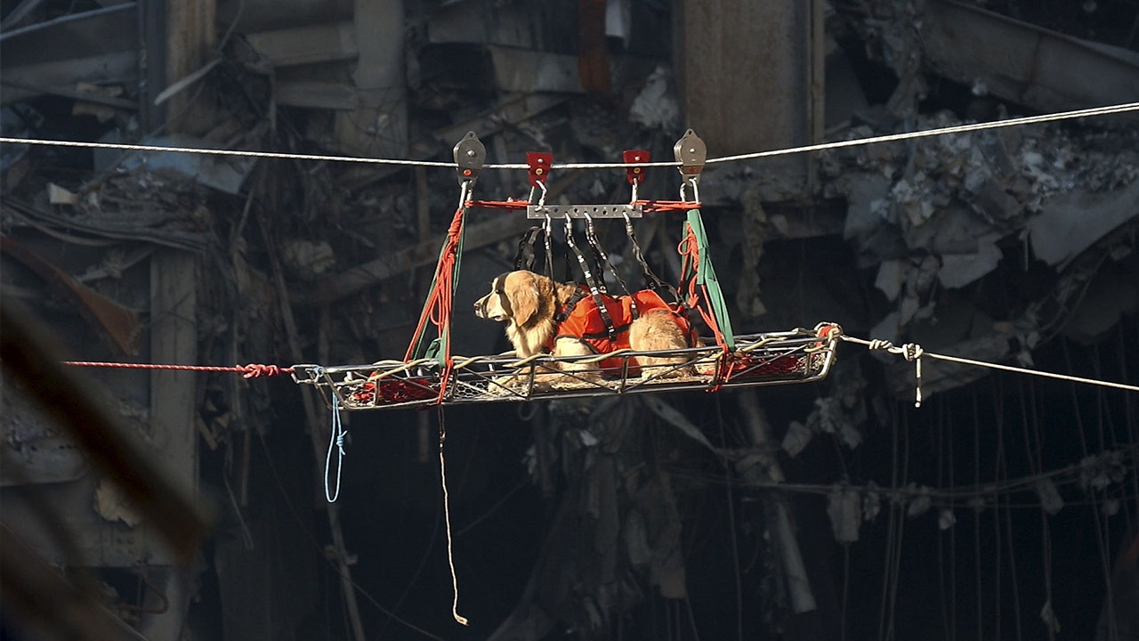 Dogs of 9/11: Search and rescue canines worked tirelessly in the days following terror attacks