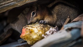 Leave no trace: National park debunks ‘myth’ that tossing banana peels, apple cores is OK