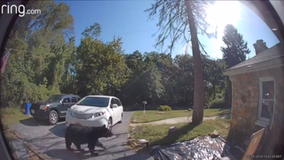 Frederick man finds bear in his front yard