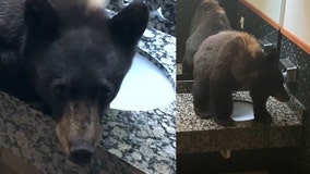 Baby black bear found sprawled across hotel bathroom sink unfazed by guests and workers