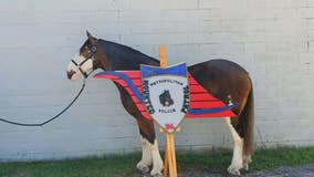 DC Police needs your help naming their newest mounted horse