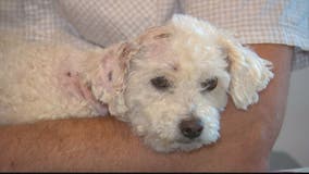 Search underway for owner of 2 dogs who attacked man and his dog in Frederick