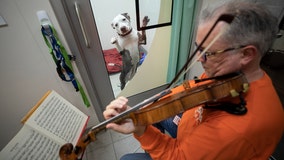 ‘I came out in tears’: Professional violinist performs for abused shelter dogs to calm them