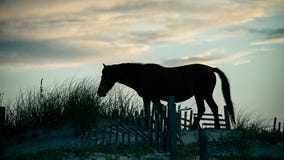28 wild horses killed in Hurricane Dorian 'mini tsunami' off North Carolina coast