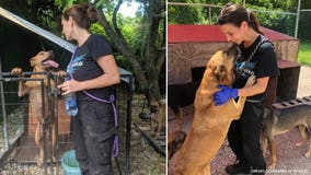 Group brings dogs saved by woman who kept them in her home during Hurricane Dorian to US shelters