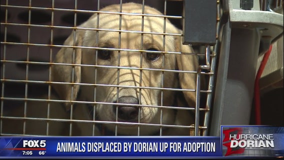 Animals displaced by Dorian up for adoption in the DMV