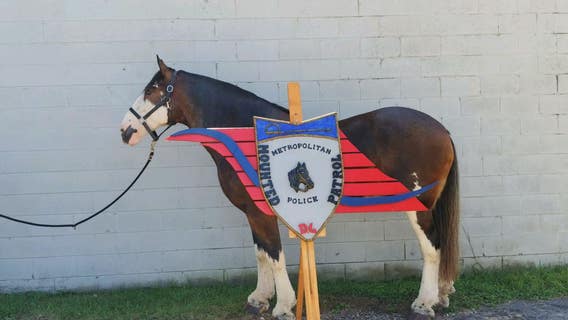 DC Police needs your help naming their newest mounted horse