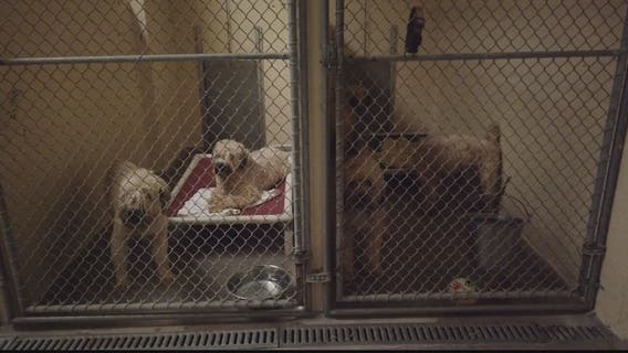 Dogs recovering, donations pouring in after raid at suspected puppy mill