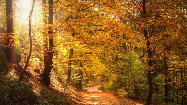 2019 Foliage Forecast: Bring on the colors of fall!