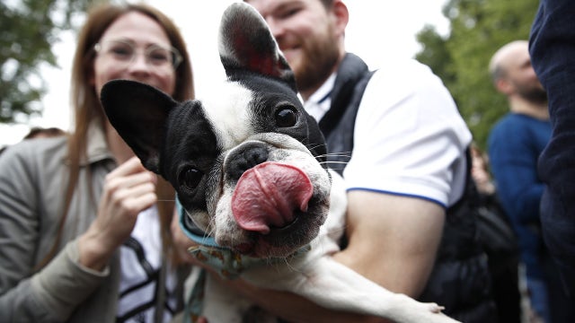 One third of pet owners prefer furry friends over their own kids, survey finds