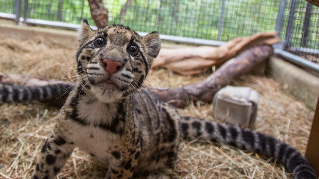 National Zoo introduces two rare clouded leopard cubs