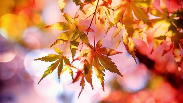 2019 Foliage Forecast: Best trees for leaf peeping