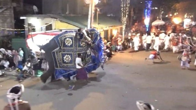 Elephant runs amok, injures 18 in Sri Lanka Buddhist pageant