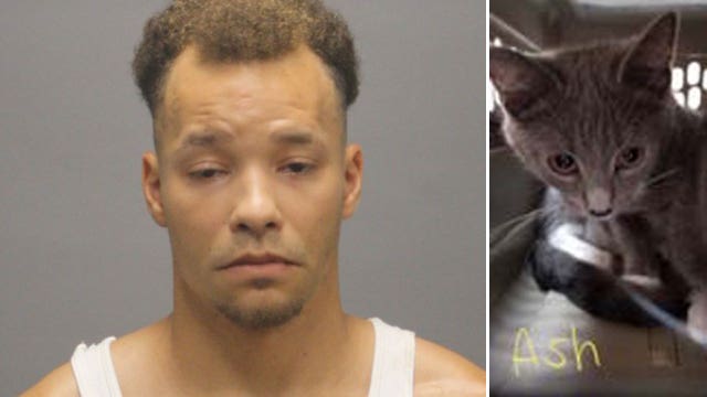 Man accused of putting wet kitten inside a freezer and slamming another kitten’s head into the floor