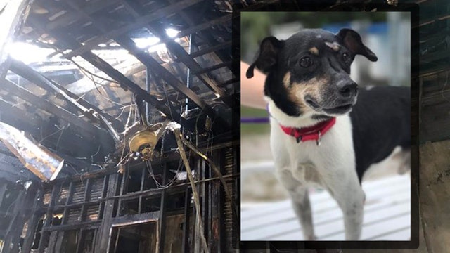 Dog dies in fire after alerting family to danger