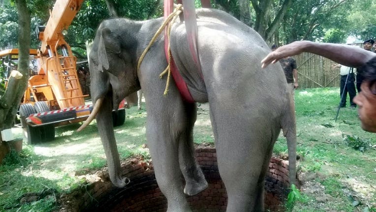 This is the heartwarming moment an elephant is saved from the bottom of a 20-foot well by rescuers using a crane. Upon being lifted out of the well, the elephant was kept under close supervision for a few days, then released into the wild