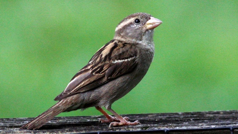 Bird watching at Rock Creek Park, Smithsonian National Zoological Park. A common house sparrow.