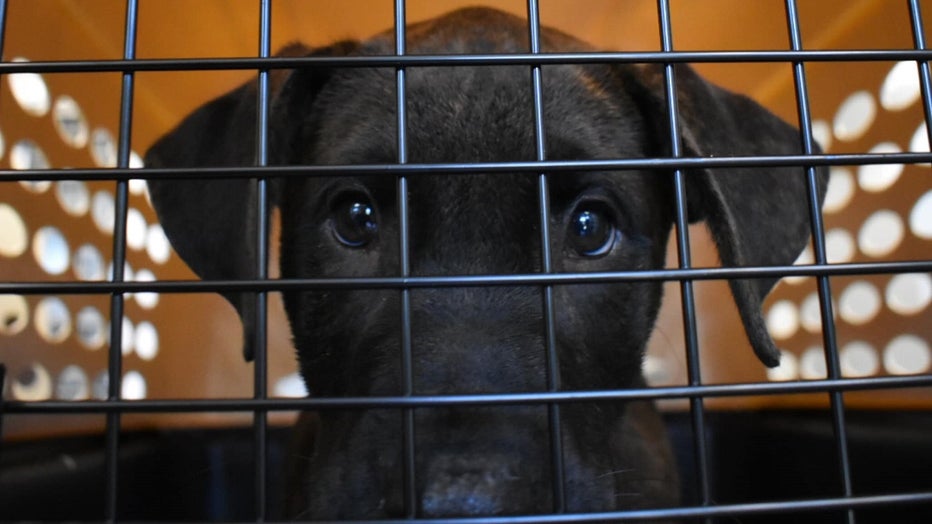 greenville_humane_society_dorian_rescue.jpg
