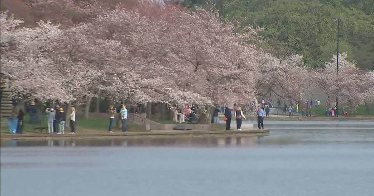 Expected peak bloom dates for cherry blossoms to be released | FOX 5 DC