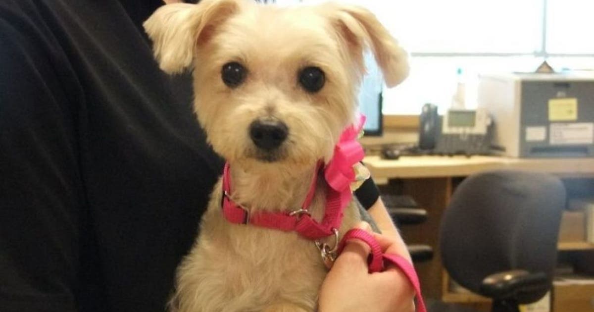 Stabbed dog makes full recovery, adopted by first-responder | FOX 5 DC