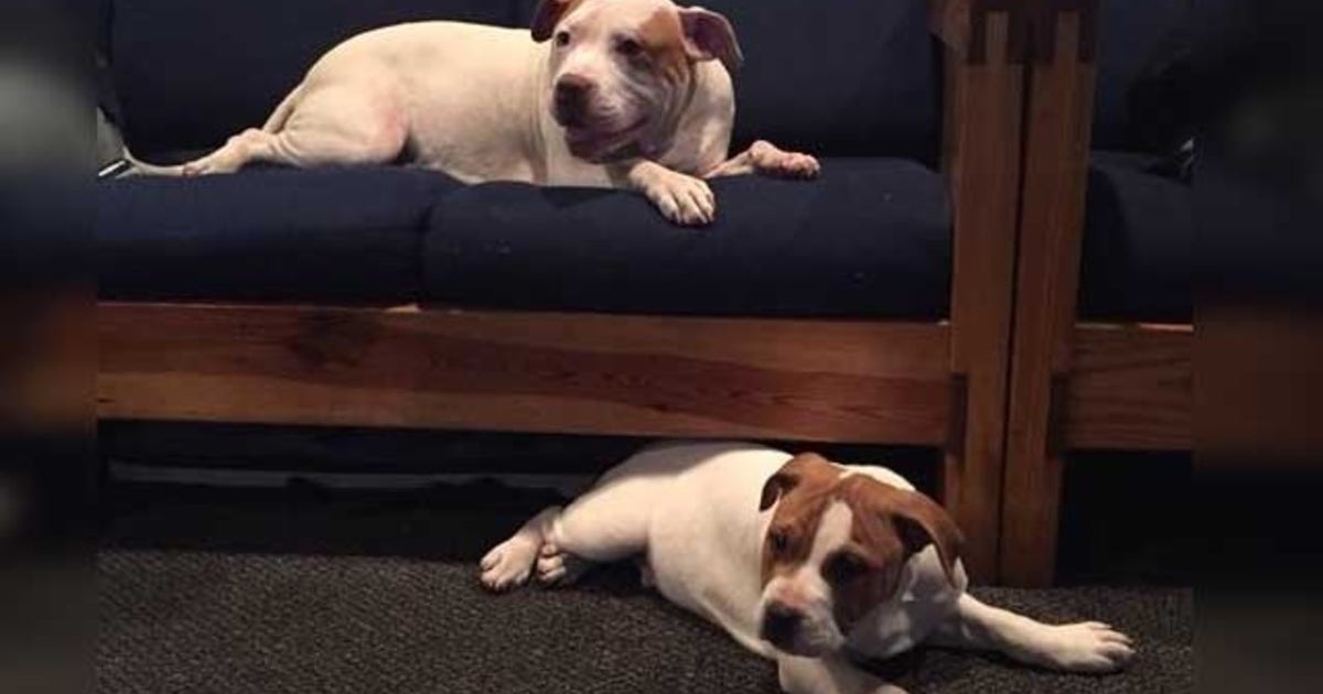 Firefighters take in 2 dogs found in freezing cold | FOX 5 DC