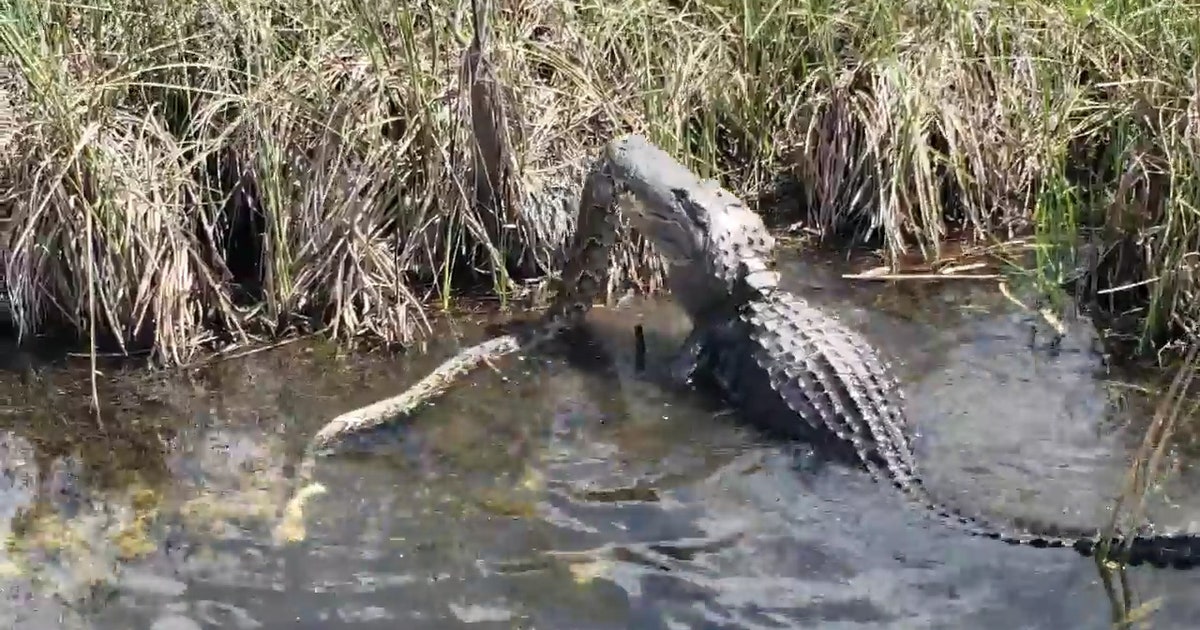 Gator eats python in Florida Everglades | FOX 5 DC