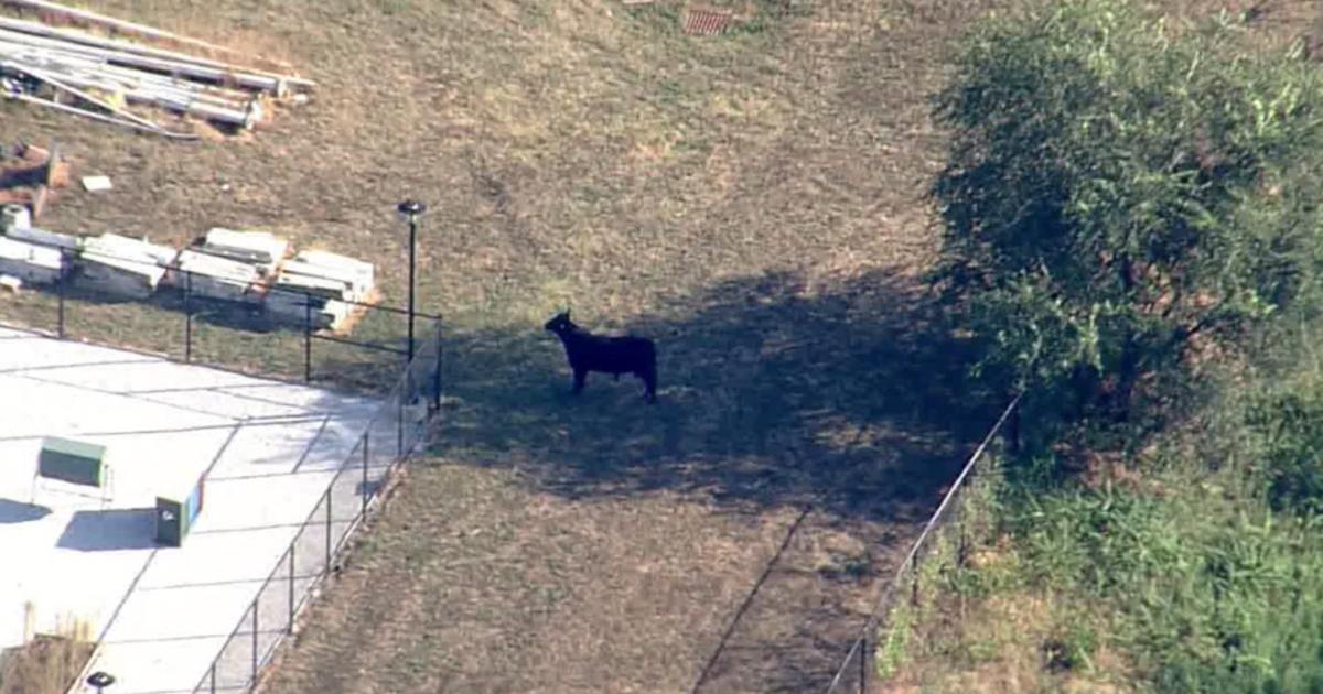 Bull captured by owner in West Baltimore | FOX 5 DC