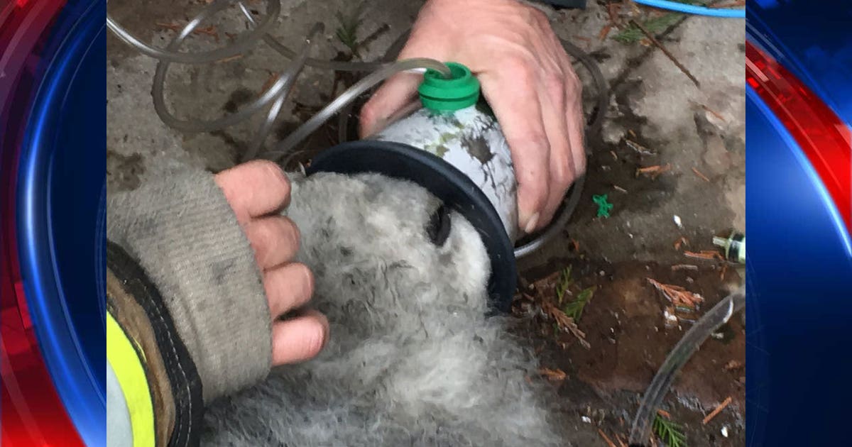 Firefighters rescue dog from DC house fire | FOX 5 DC