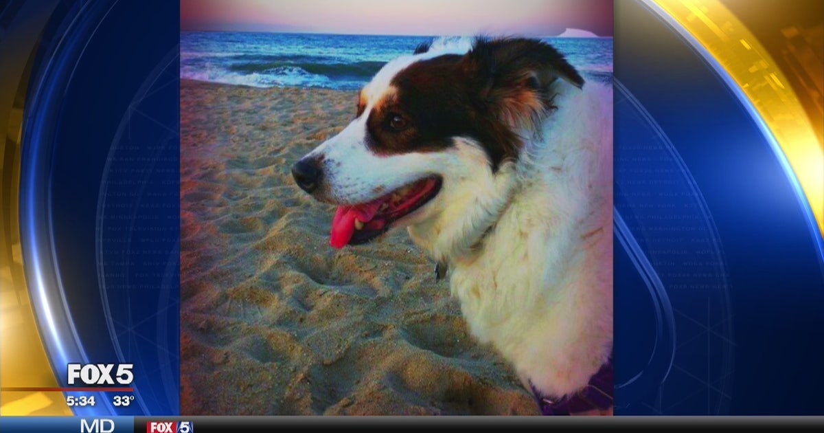 Dog electrocuted after 'unusual electrical issue' at DC apartment ...