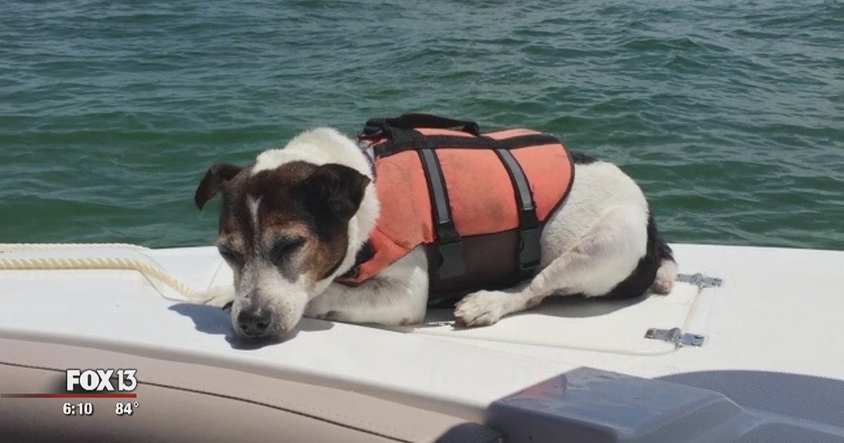 Dog rescued 3 hours after going missing in Gulf | FOX 5 DC